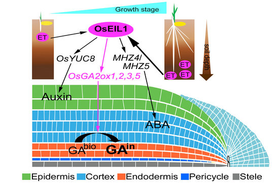 Fig 9_1.jpg